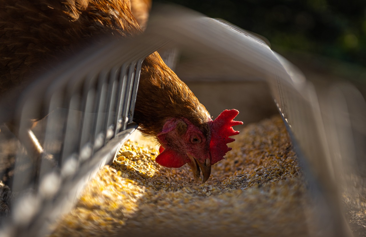 Poultry Feed